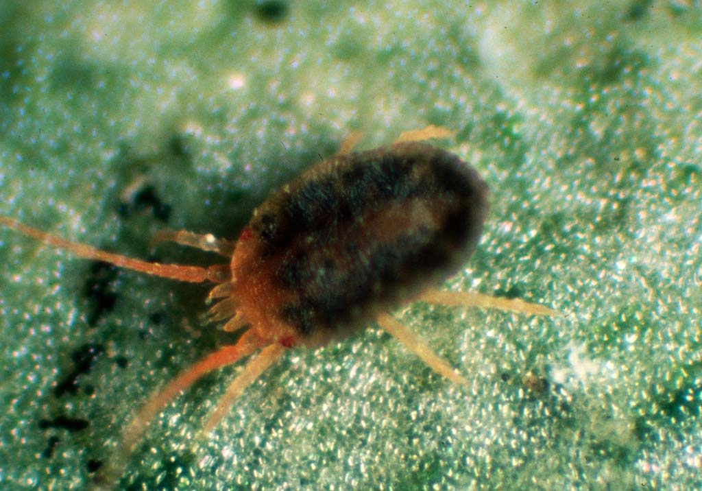 Бурый плодовый клещ