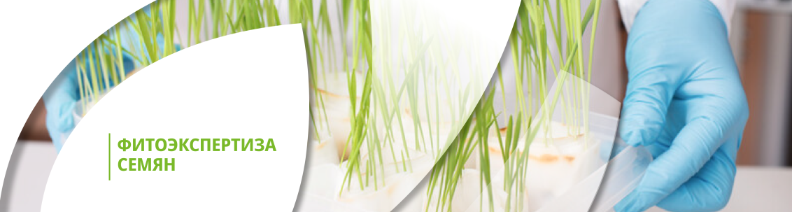 Фитоэкспертиза семян