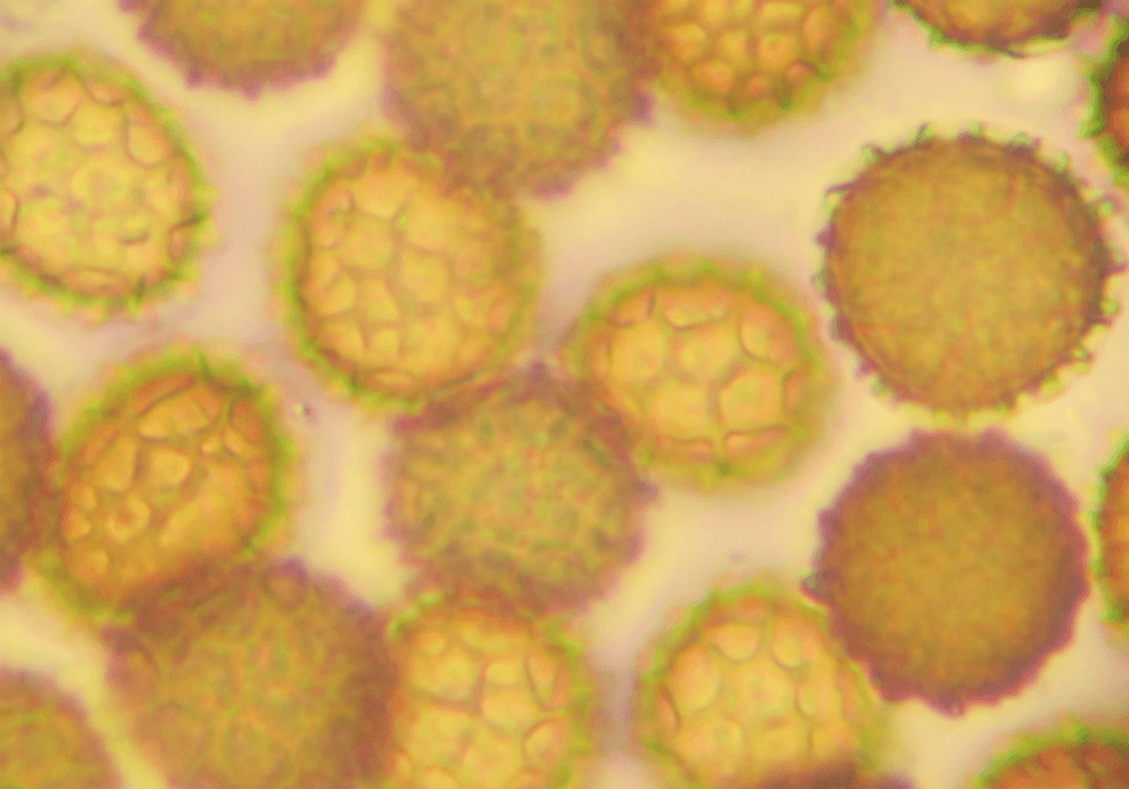 Карликовая головня пшеницы