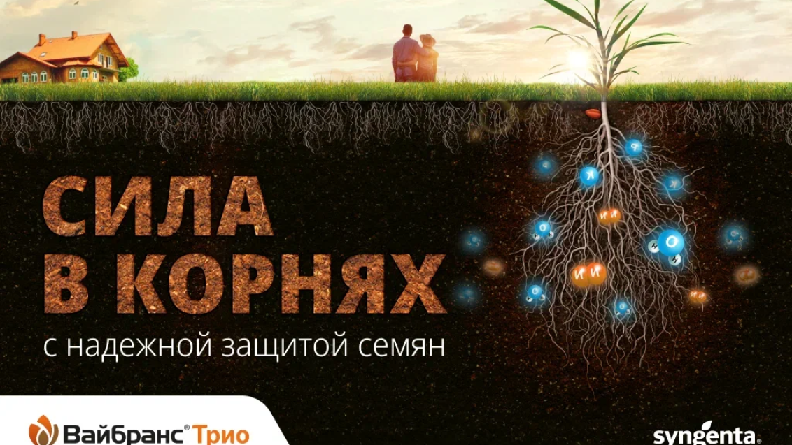 Корневая система — фундамент будущего урожая