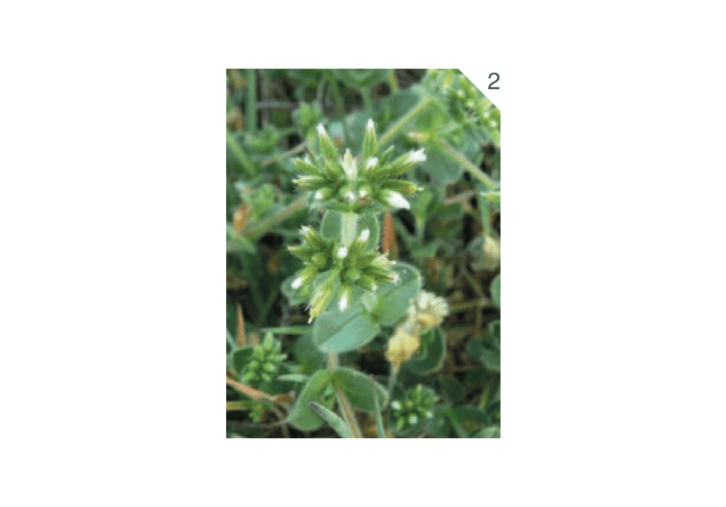 Ясколка полевая