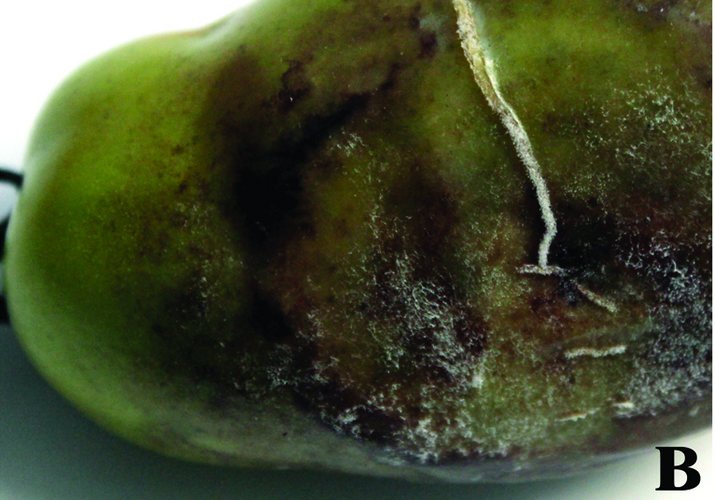 Фитофтороз паслёновых