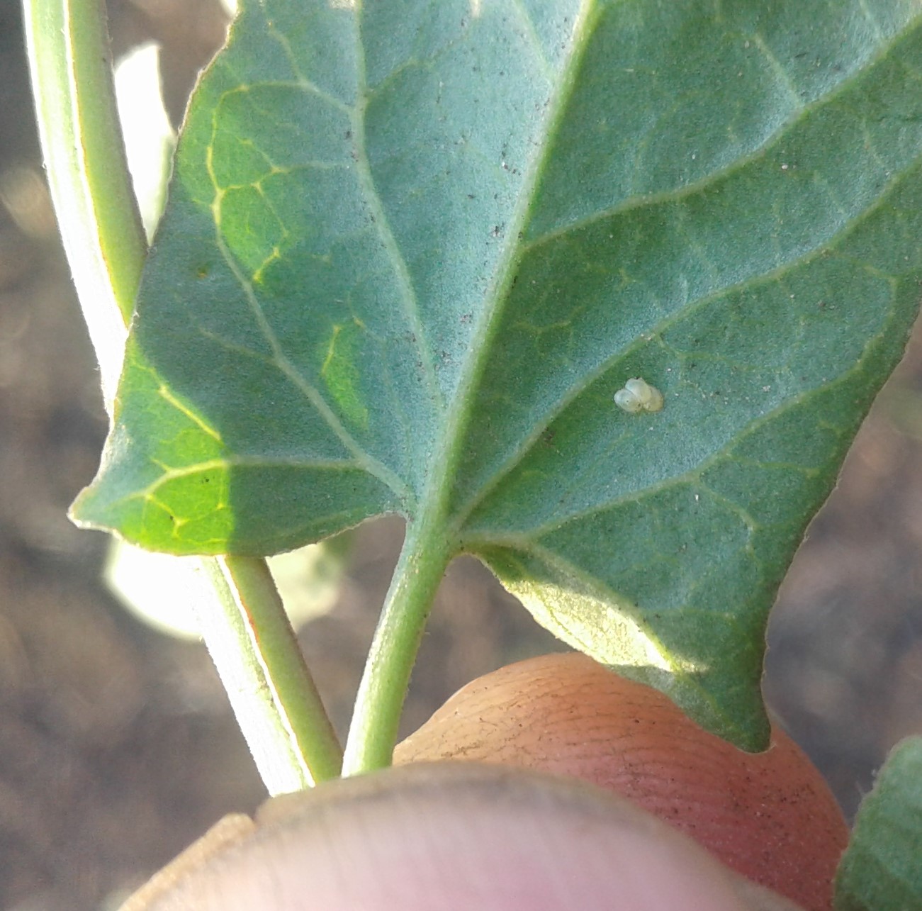 Луговой мотылек