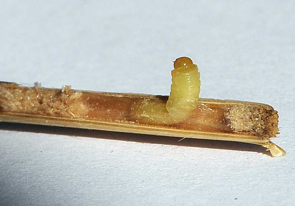 Обыкновенный хлебный пилильщик