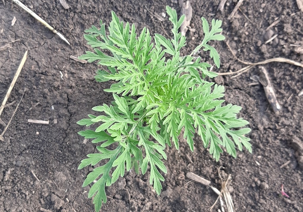 Амброзия полыннолистная