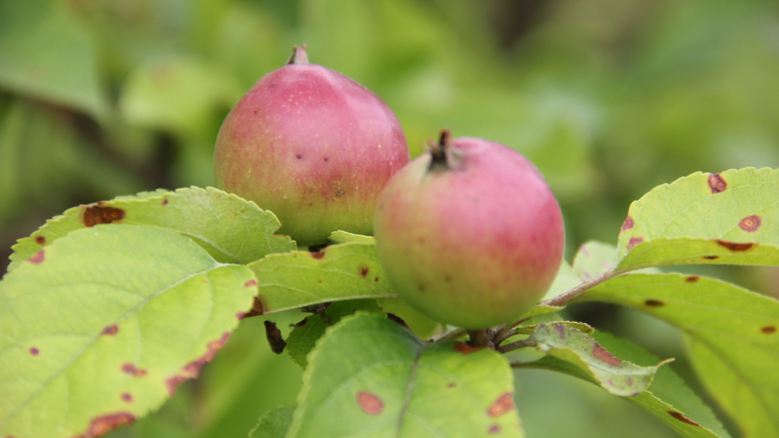 Филлостиктоз (бурая пятнистость листьев яблони)