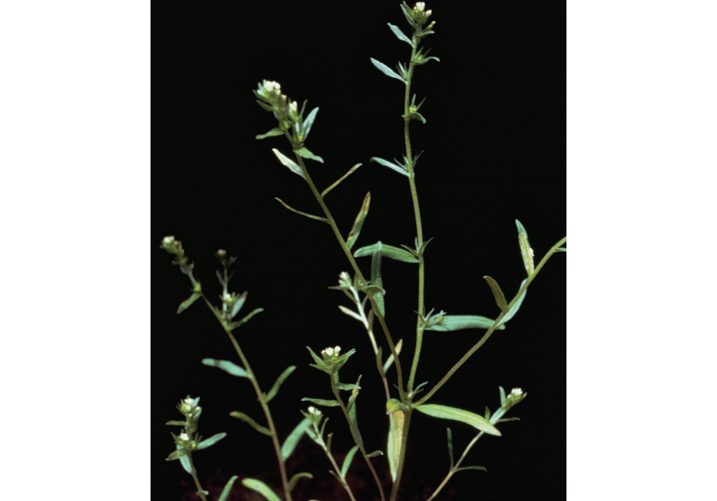 Воробейник полевой