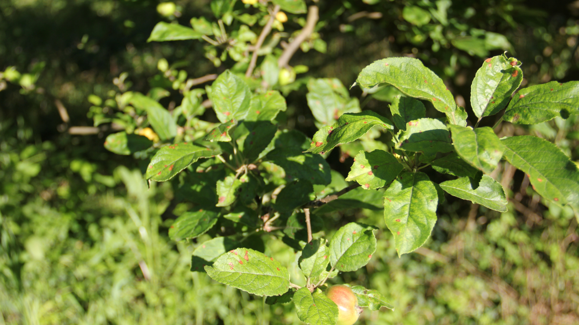 Филлостиктоз (бурая пятнистость листьев яблони)