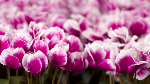 Цветочно-декоративные культуры брендов Floranova и Syngenta Flowers