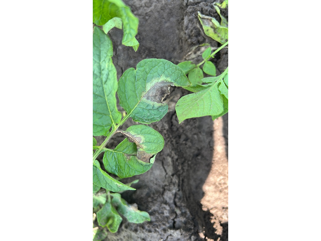 Фитофтороз картофеля