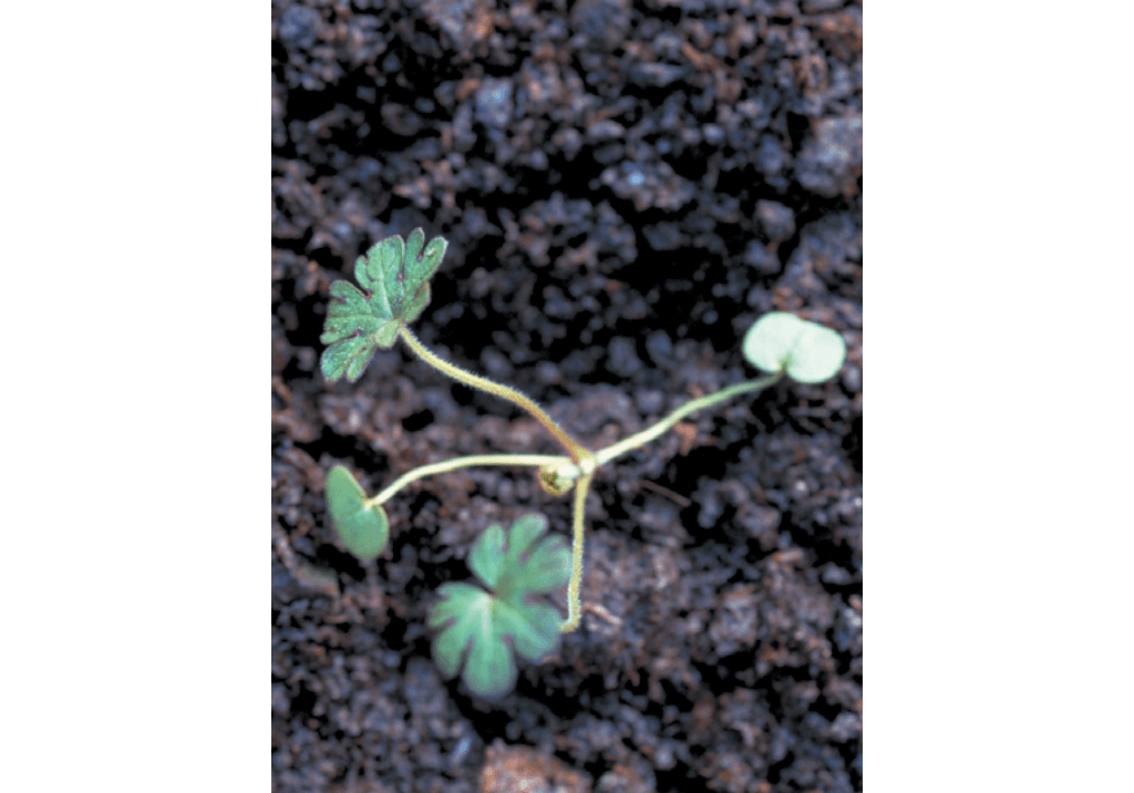 Герань пиренейская