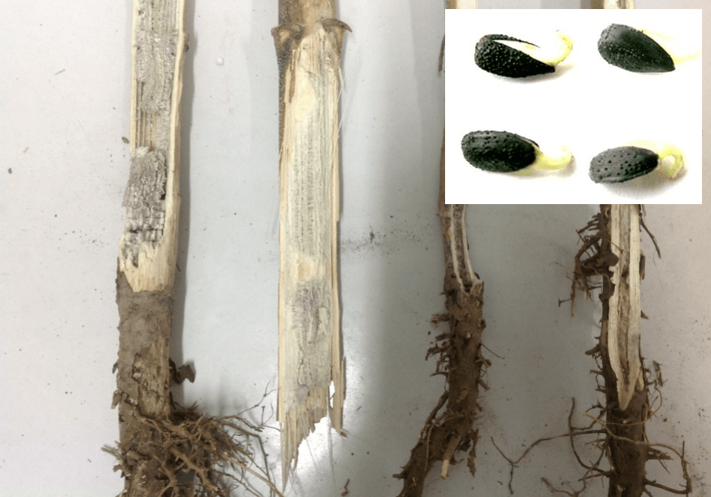 Угольная (пепельная) гниль