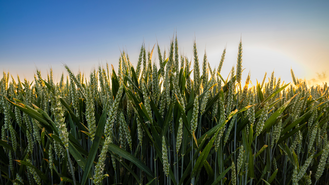 Технология опрыскивания зерновых культур