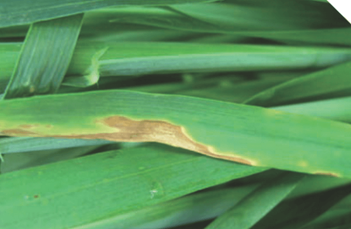 Септориоз пшеницы