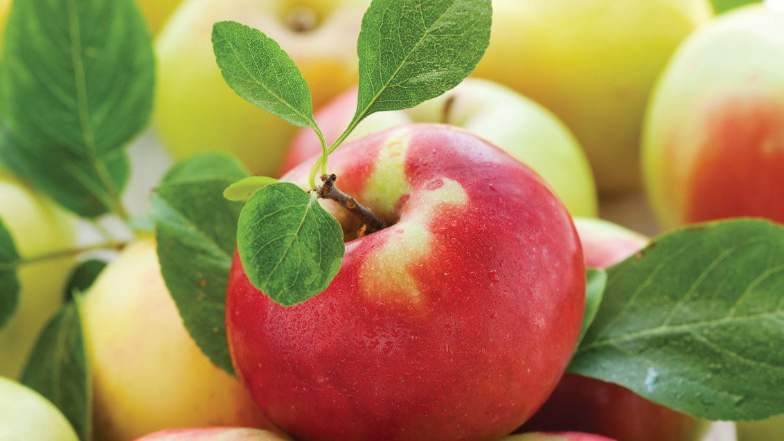 Школа управления урожаем по садам 2.0