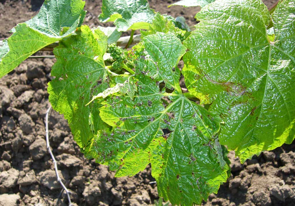 Черная пятнистость винограда (экскориоз, сухорукавность, фомопсис)