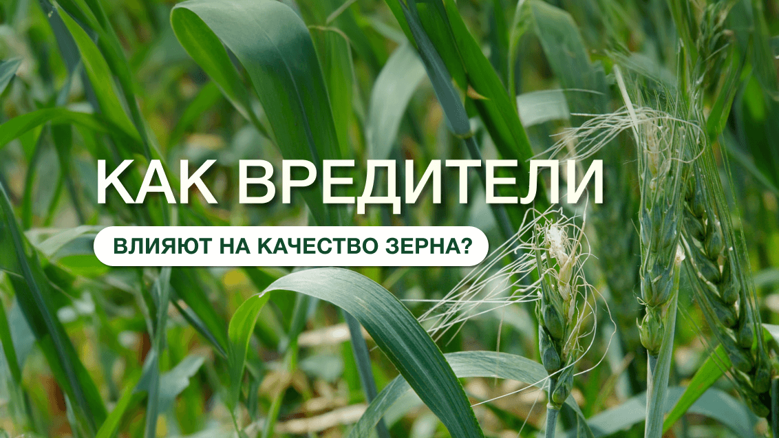 Работа над качеством зерна: ЭФОРИЯ® ТОП поможет!