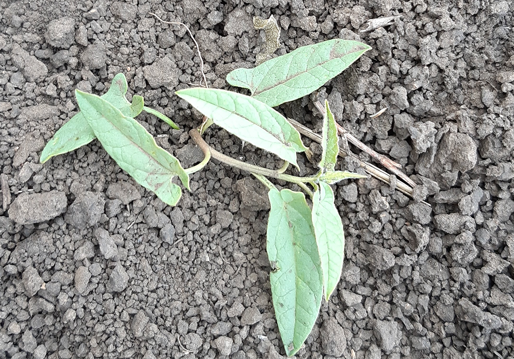 Вьюнок полевой