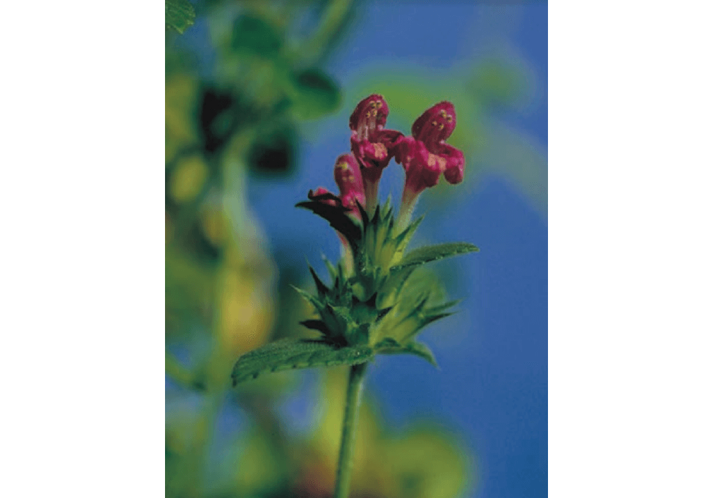 Пикульник ладанниковый