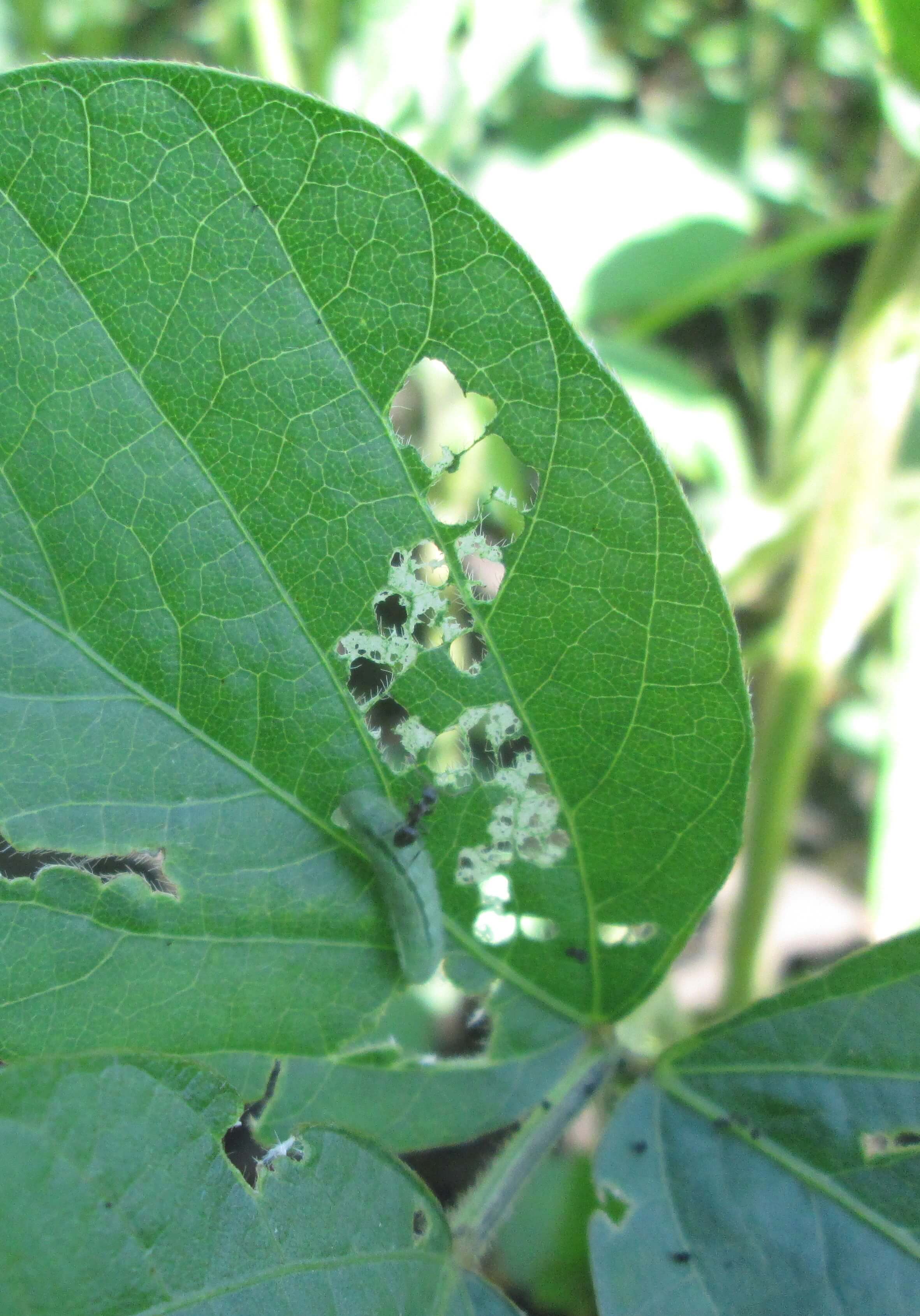 Листогрызущие совки