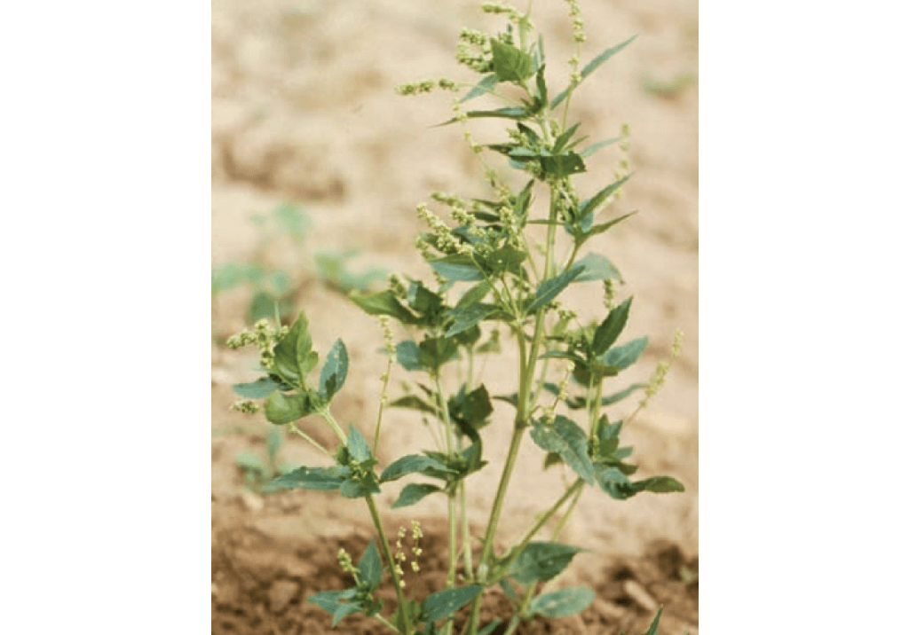 Пролесник однолетний