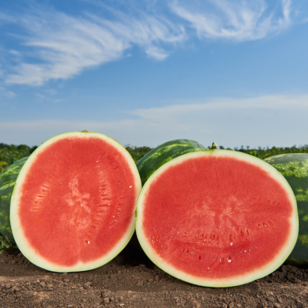 Фасинейшен F1