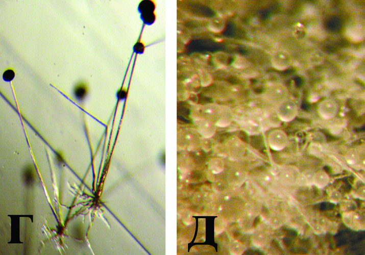 Головчатая плесень или мокрая ризопусная гниль плодов томата