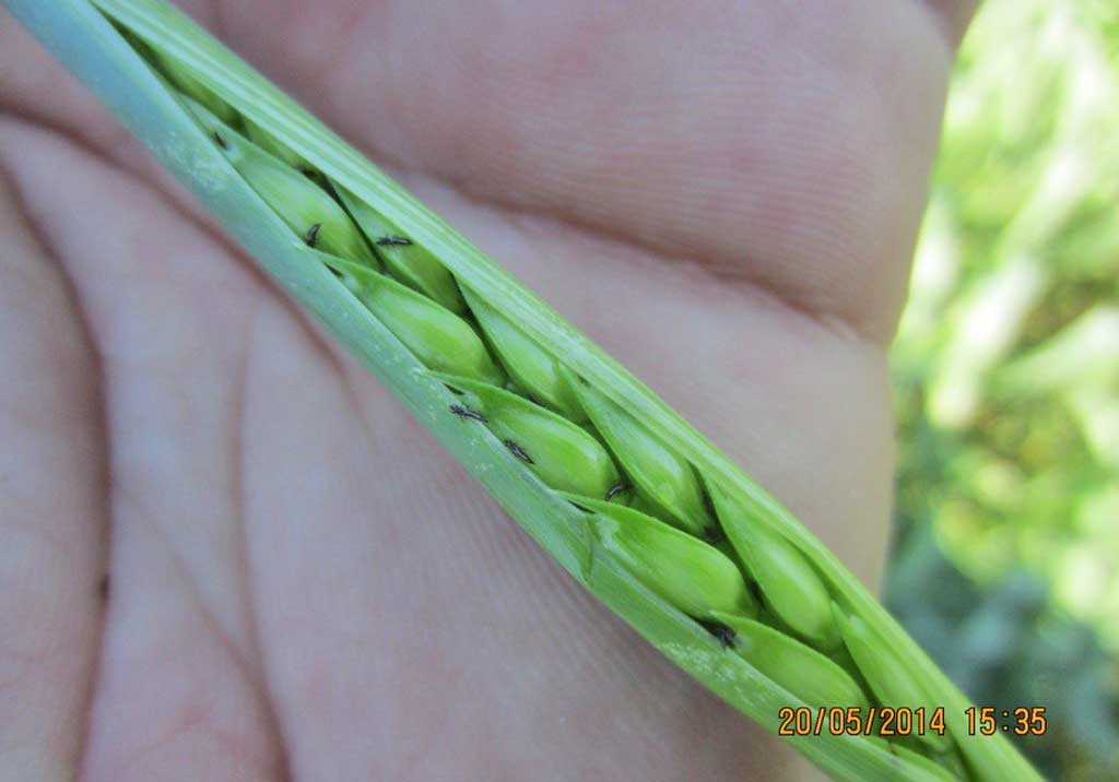 Пшеничный трипс