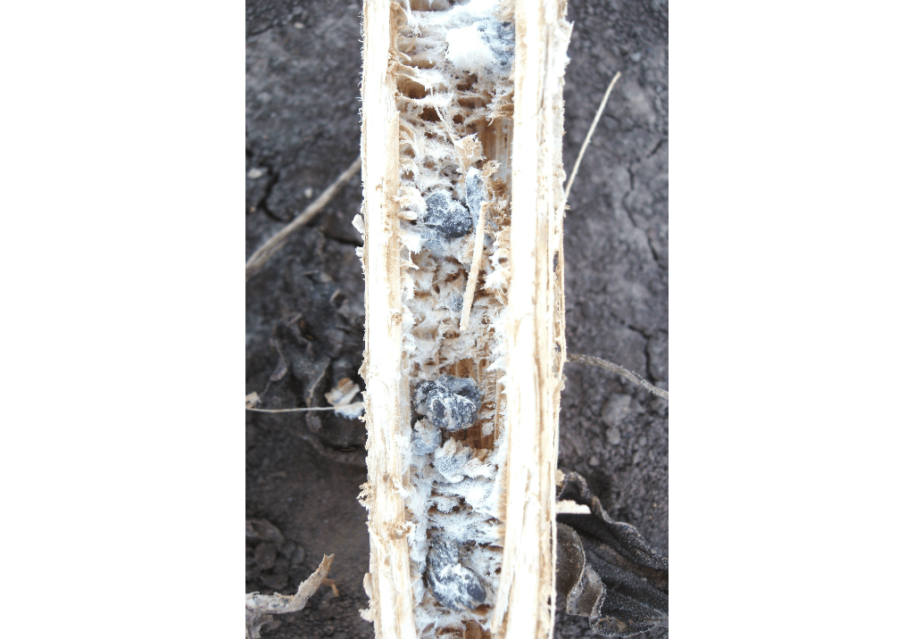 Склеротиниоз (белая гниль) подсолнечника