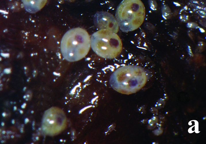 Клещ корневой луковый