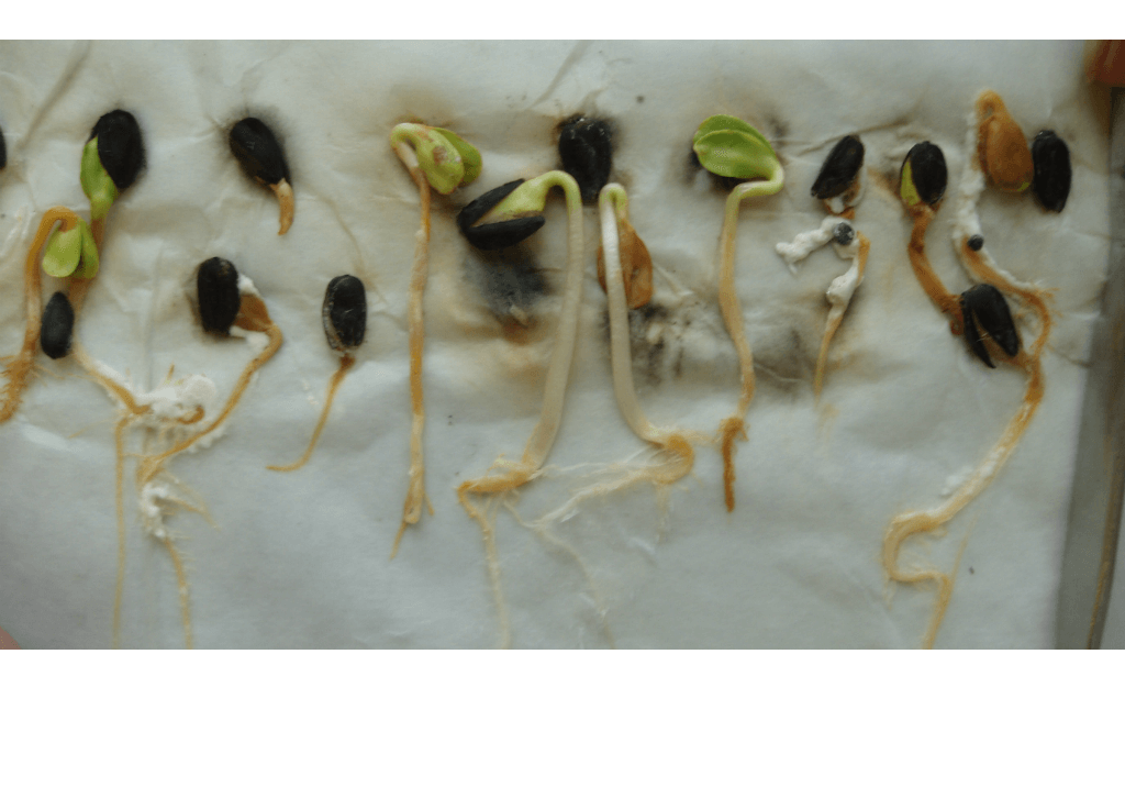 Склеротиниоз (белая гниль) подсолнечника