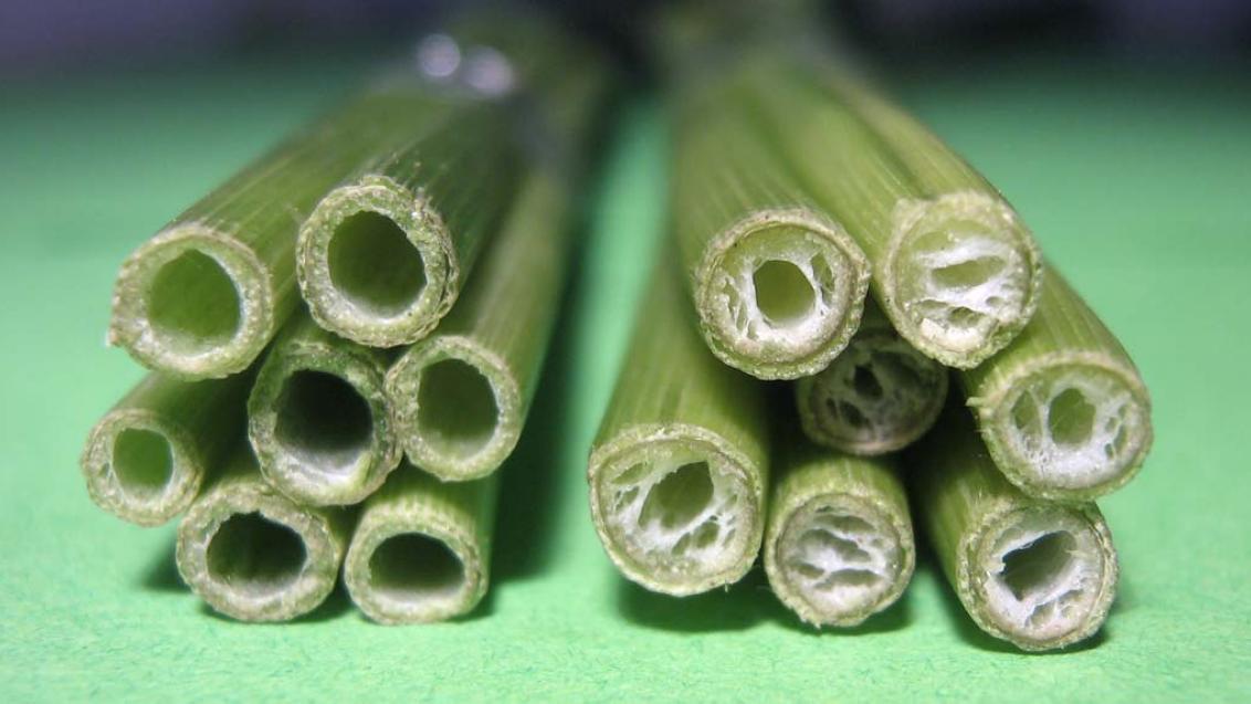 Как предотвратить полегание озимых в условиях прохладной и влажной весны 2016 года?