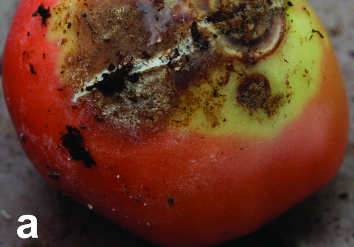 Ризоктониозная гниль плодов томата