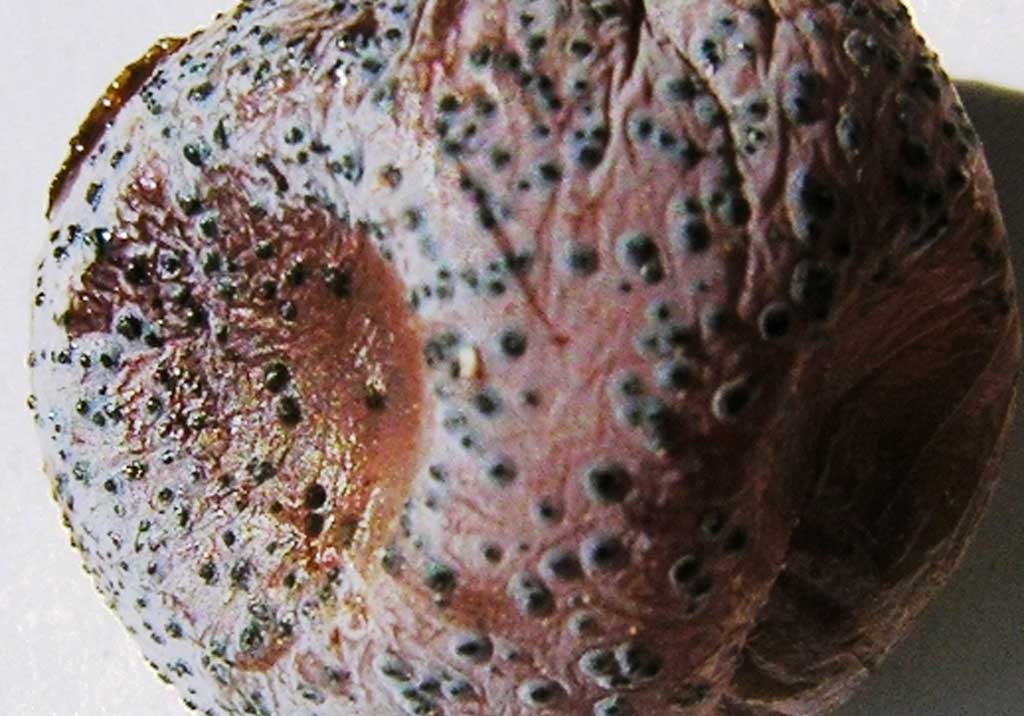 Белая гниль винограда (болезнь градобития)