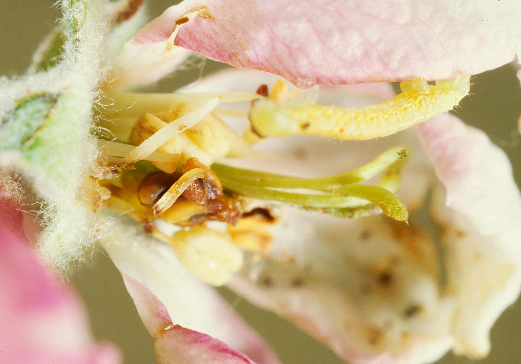 Зимняя пяденица