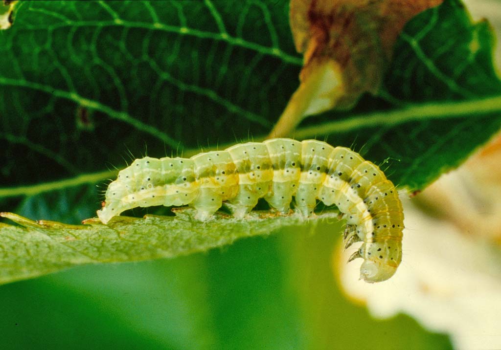 Зимняя пяденица