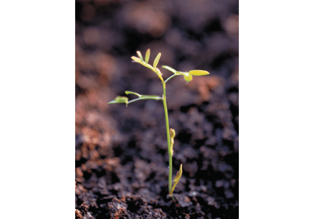 Вика мохнатая