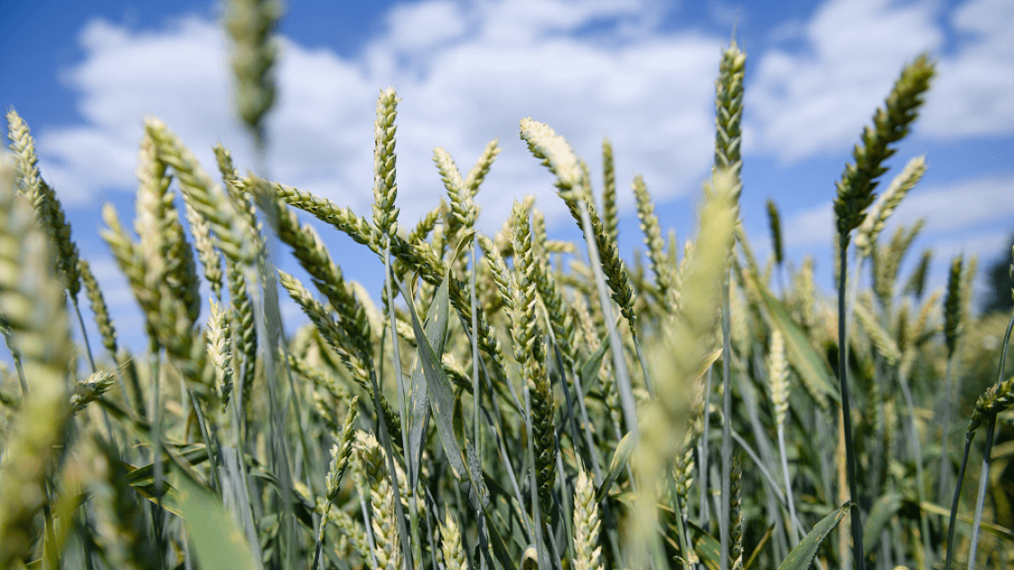 Чистые поля с осени