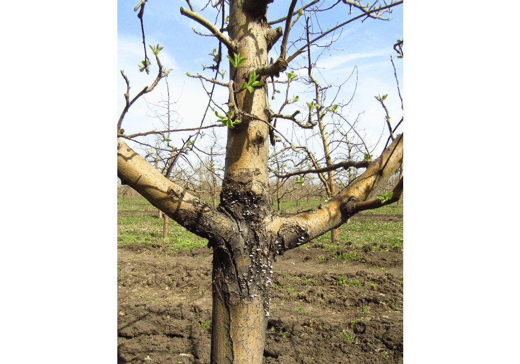 Черный рак яблони