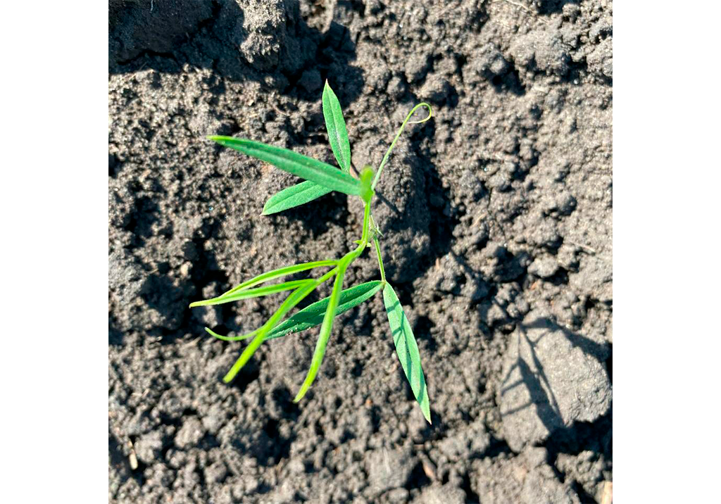 Горошек мышиный