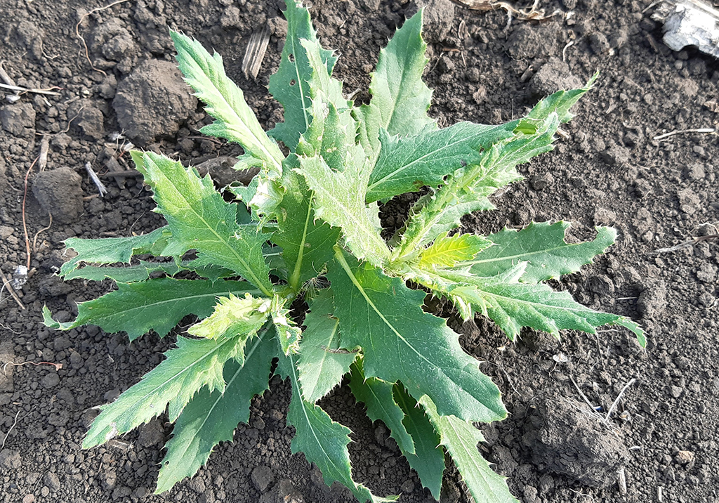 Бодяк полевой