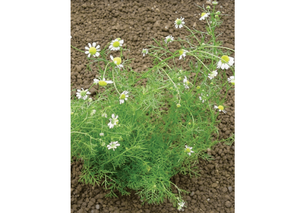 Ромашка продырявленная