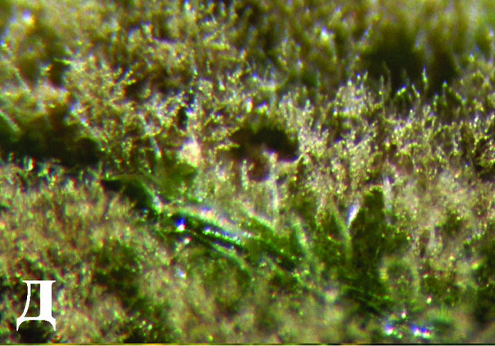 Оливковая (бурая) пятнистость, или кладоспориоз