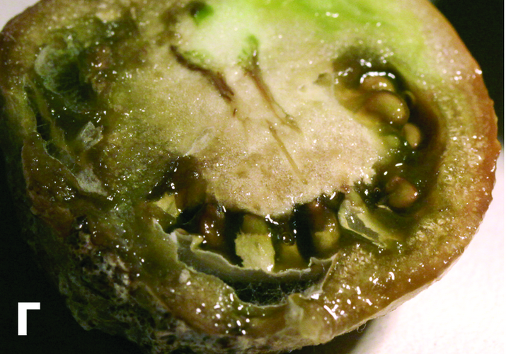 Ризоктониозная гниль плодов томата