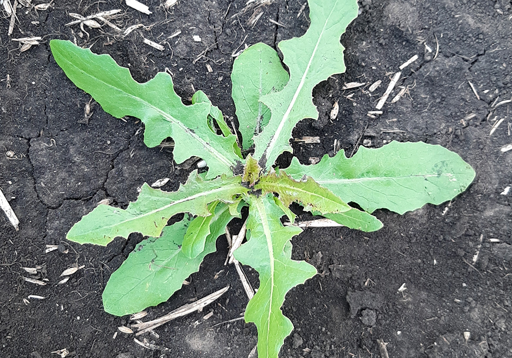 Осот огородный