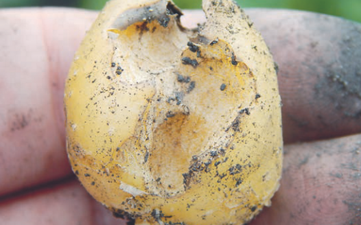 Совка подгрызающая