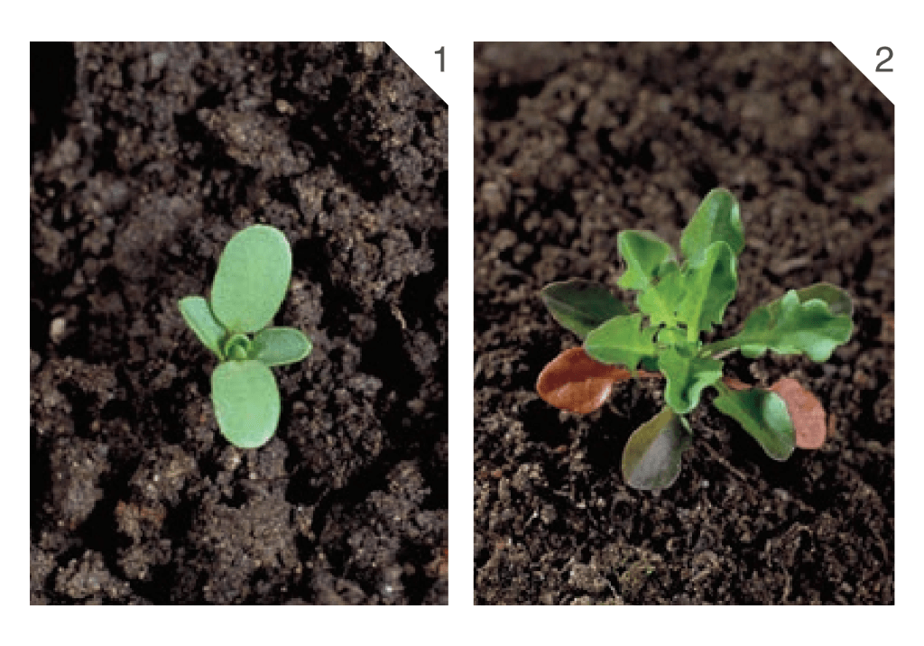 Клоповник виргинский