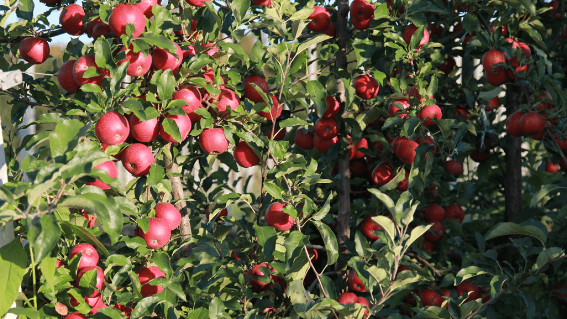 Как правильно защитить яблоню от мучнистой росы?