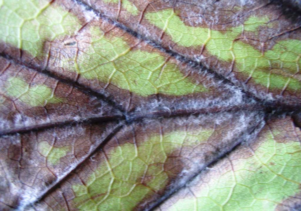 Альтернариоз винограда