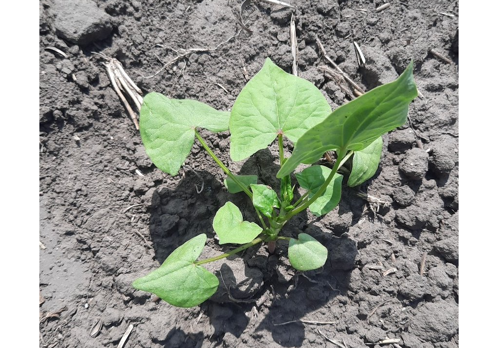 Горец вьюнковый